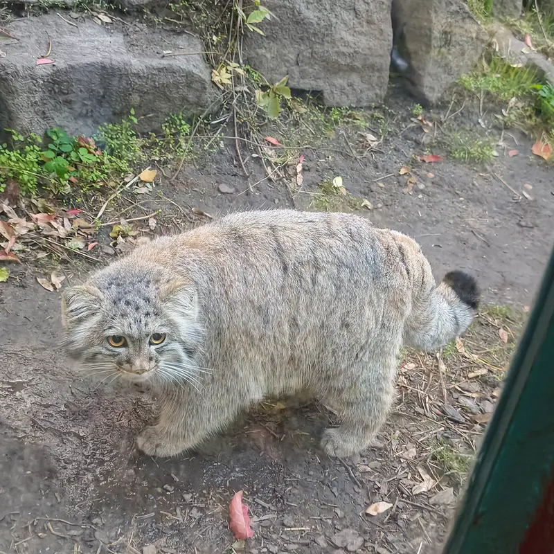 ブダペスト動物園・植物園のボリス Ⅱの写真