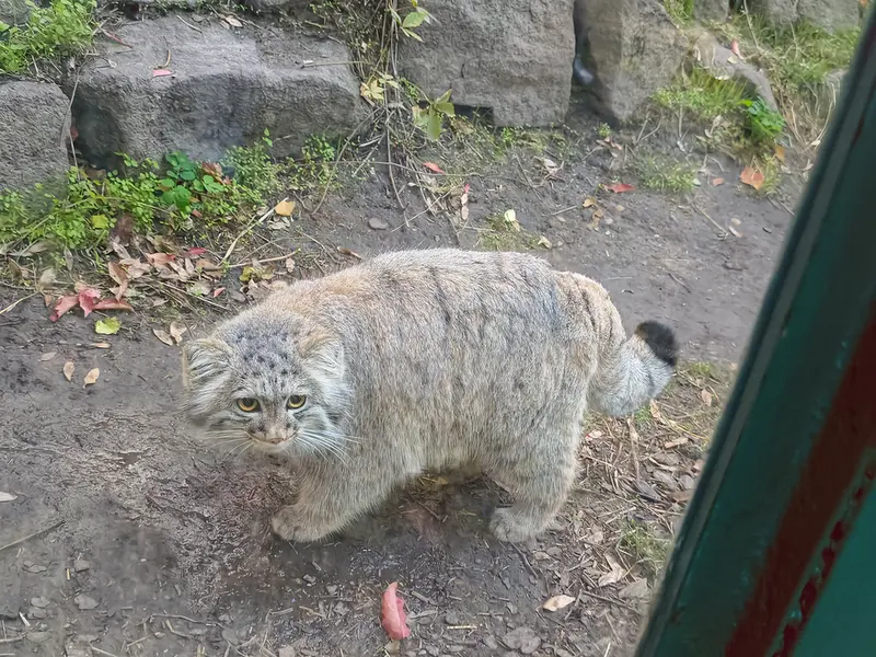 ブダペスト動物園・植物園のボリス Ⅱの写真