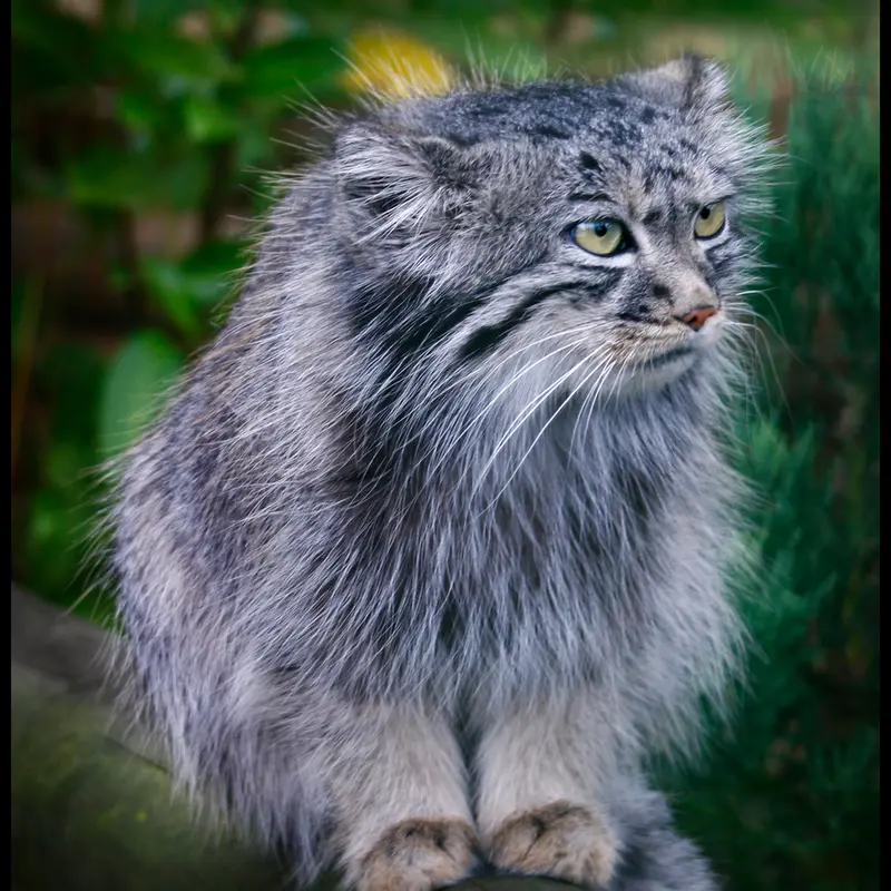 ビッグ・キャット・サンクチュアリのトゥーラの写真
