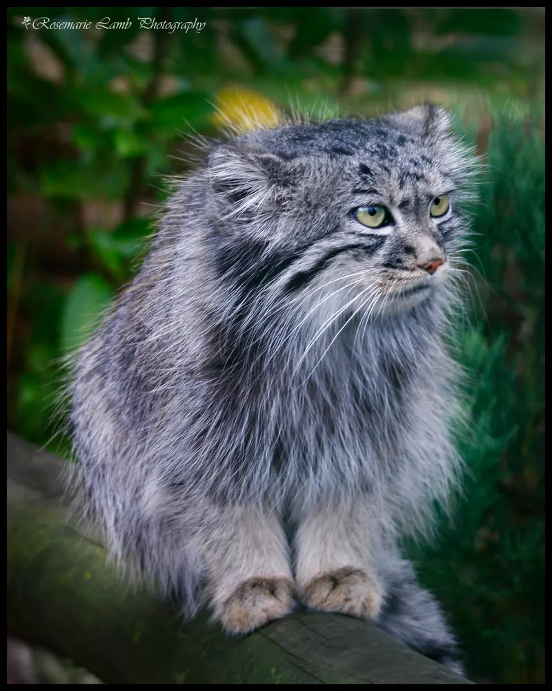ビッグ・キャット・サンクチュアリのトゥーラの写真