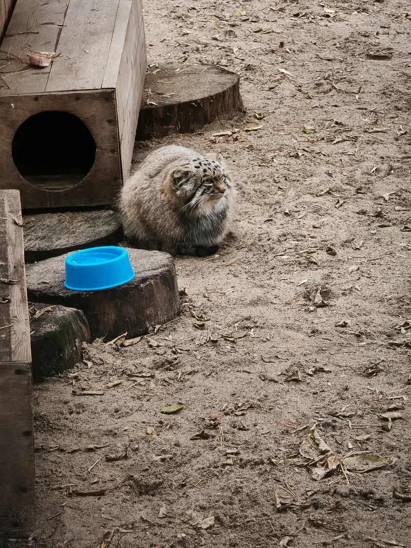 ノヴォシビルスク動物園のスネジャナの息子 b.2026 Ⅲの写真