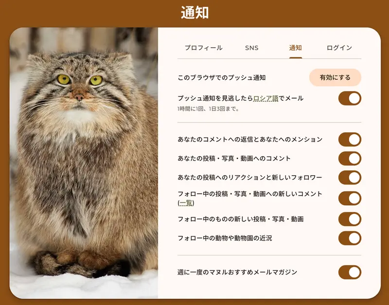 マヌルネコの写真