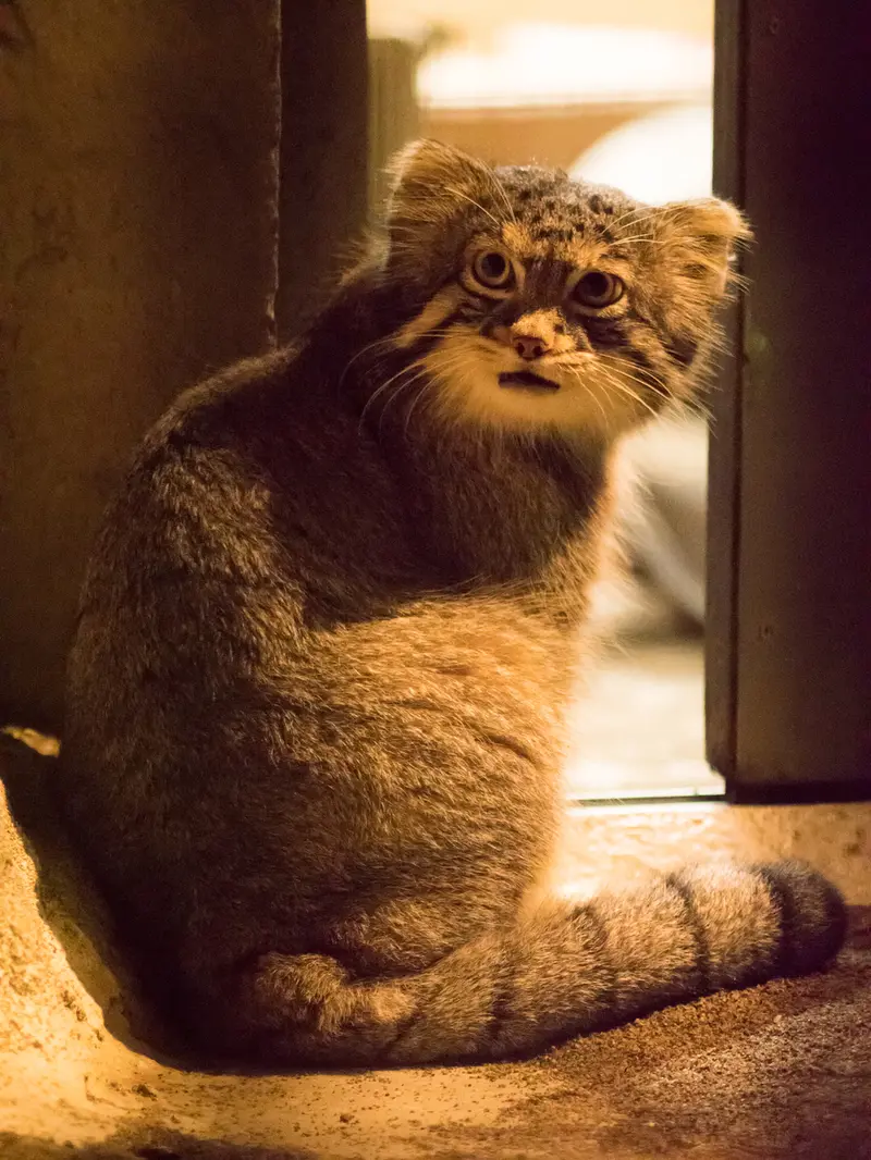 野毛山動物園のフィーガの写真