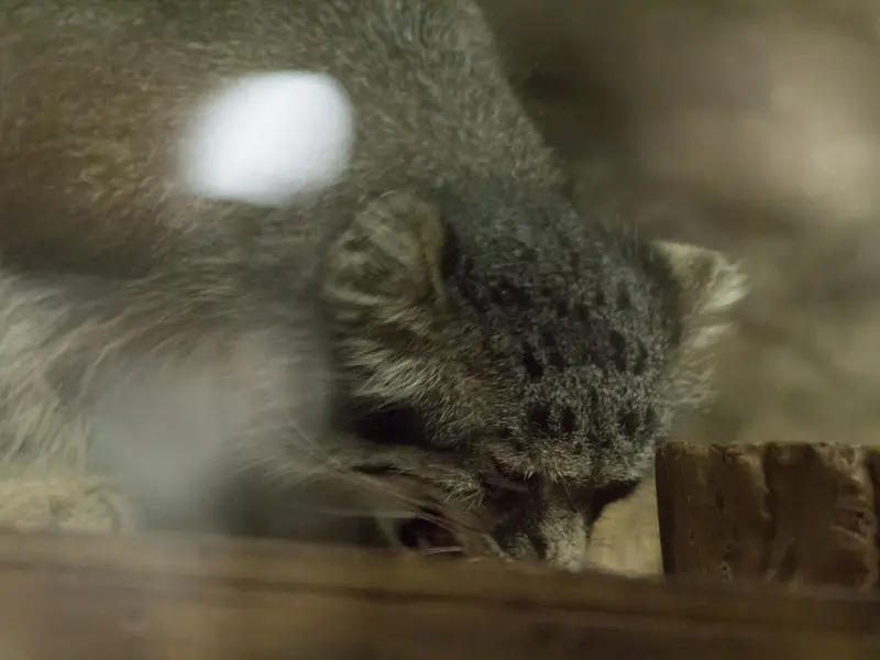 恩賜上野動物園のクリョンの写真