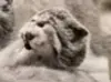 マヌルネコの写真
