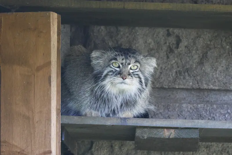 モスクワ動物園のティモフェイの写真