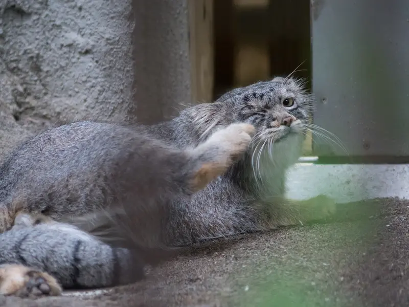 野毛山動物園のフィーガの写真