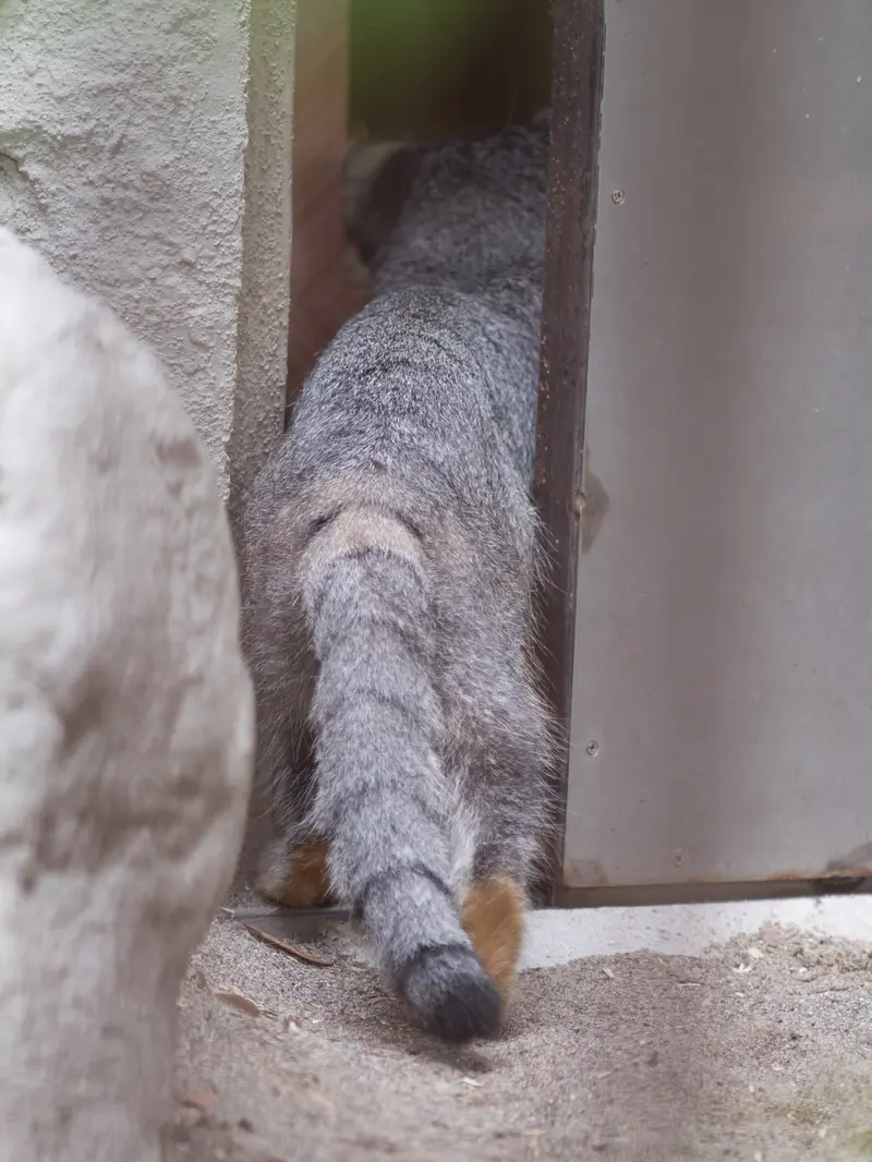 野毛山動物園のフィーガの写真