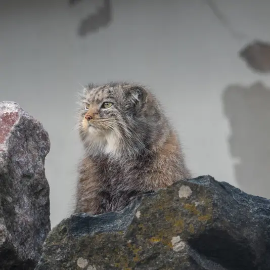 コルケアサーリ動物園のミミの写真
