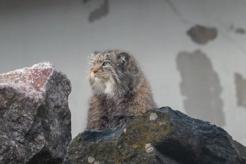 コルケアサーリ動物園のミミの写真