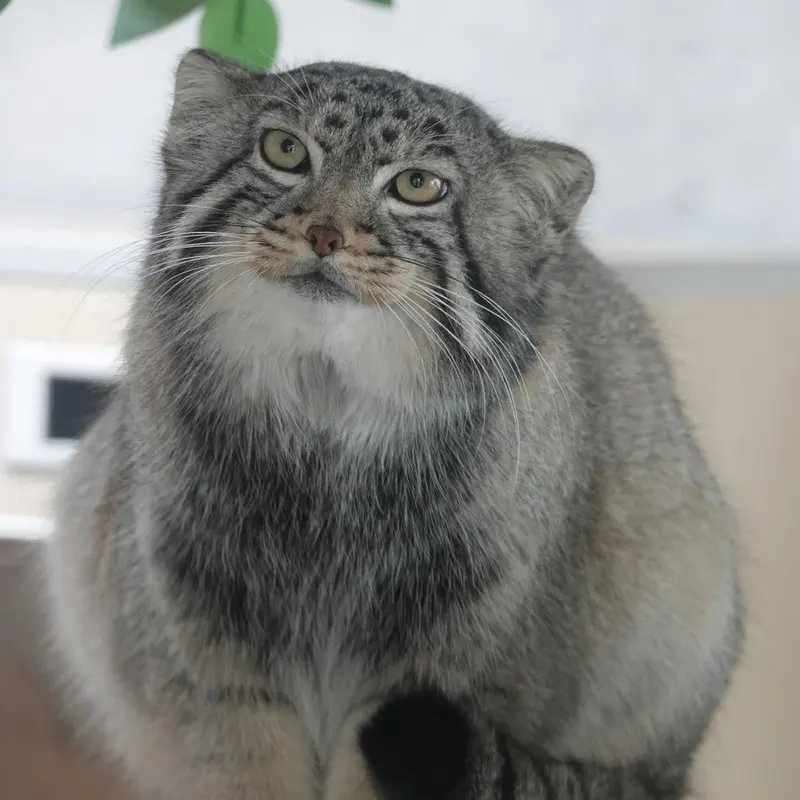 青海チベット高原野生動物園のスン・ダーニャンの写真