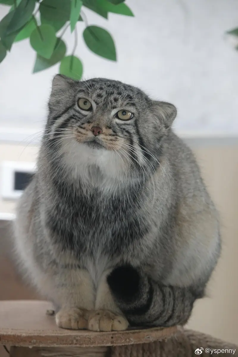 青海チベット高原野生動物園のスン・ダーニャンの写真