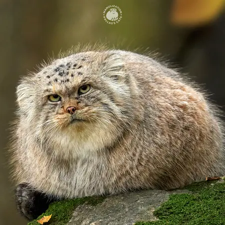ノルデンス・アークのトーマス・オマリーの写真