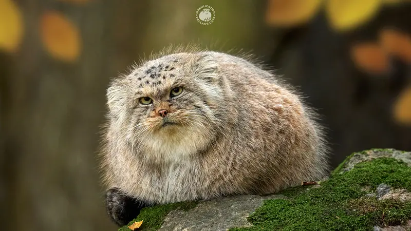 ノルデンス・アークのトーマス・オマリーの写真