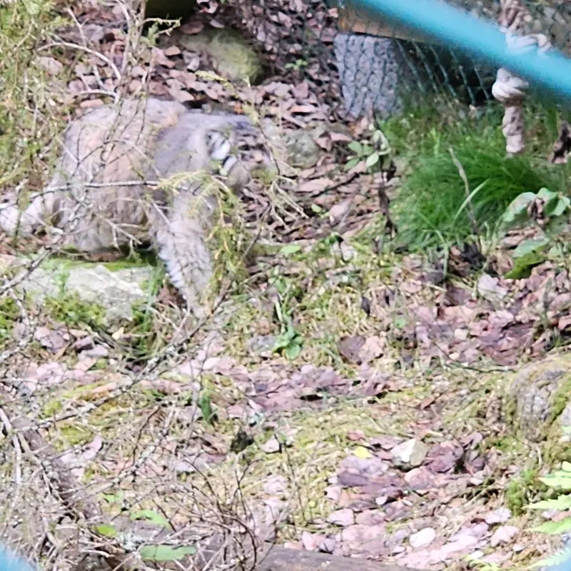 ラヌア動物園のモルッティの写真