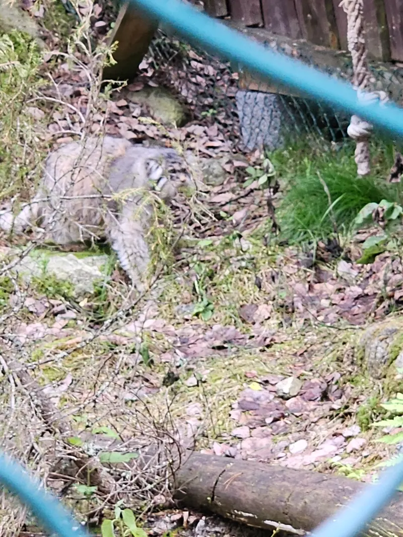 ラヌア動物園のモルッティの写真