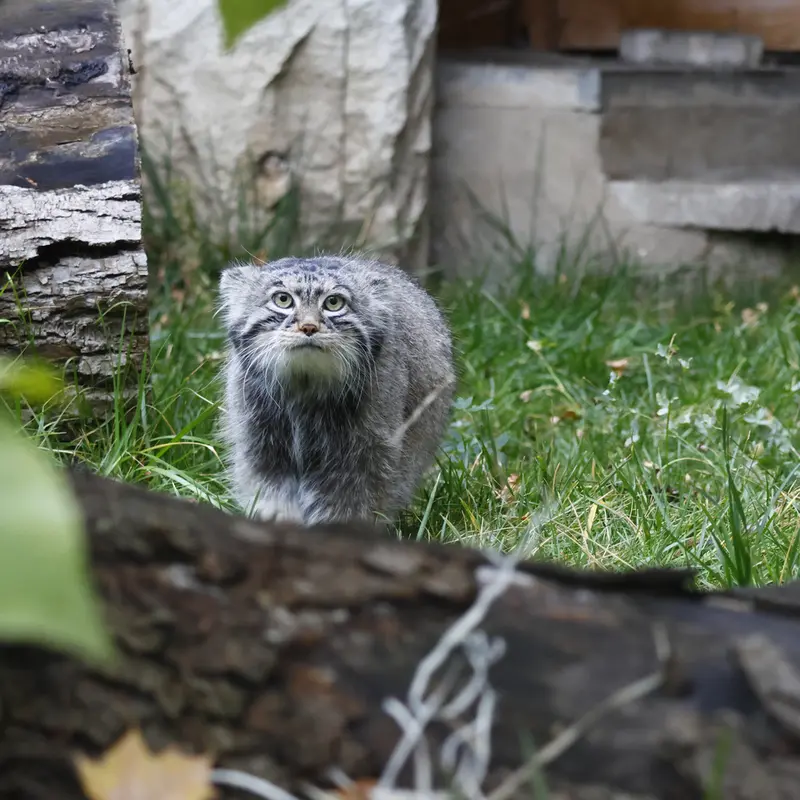 モスクワ動物園のティモフェイの写真