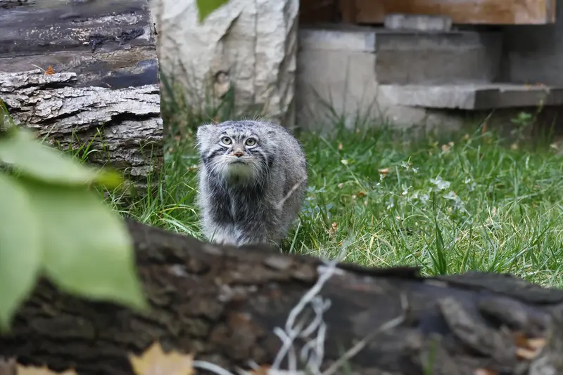 モスクワ動物園のティモフェイの写真