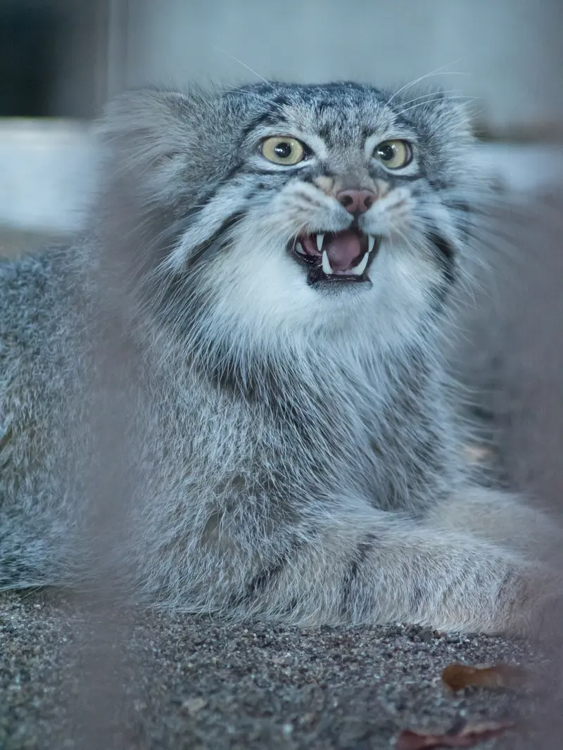 野毛山動物園のフィーガの写真