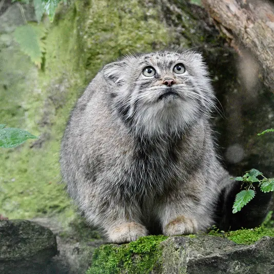 ティアパーク・ベルリンのマネキーネコの写真