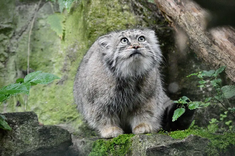 ティアパーク・ベルリンのマネキーネコの写真