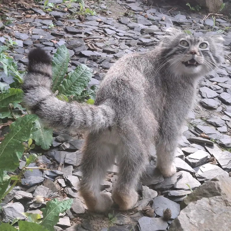 トレゴムール動物園のアルタイの写真