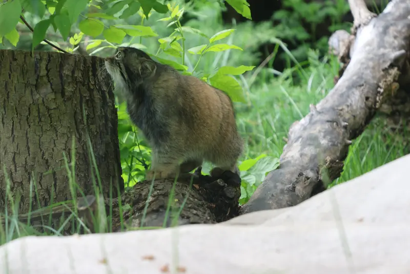 モスクワ動物園のティモフェイの写真