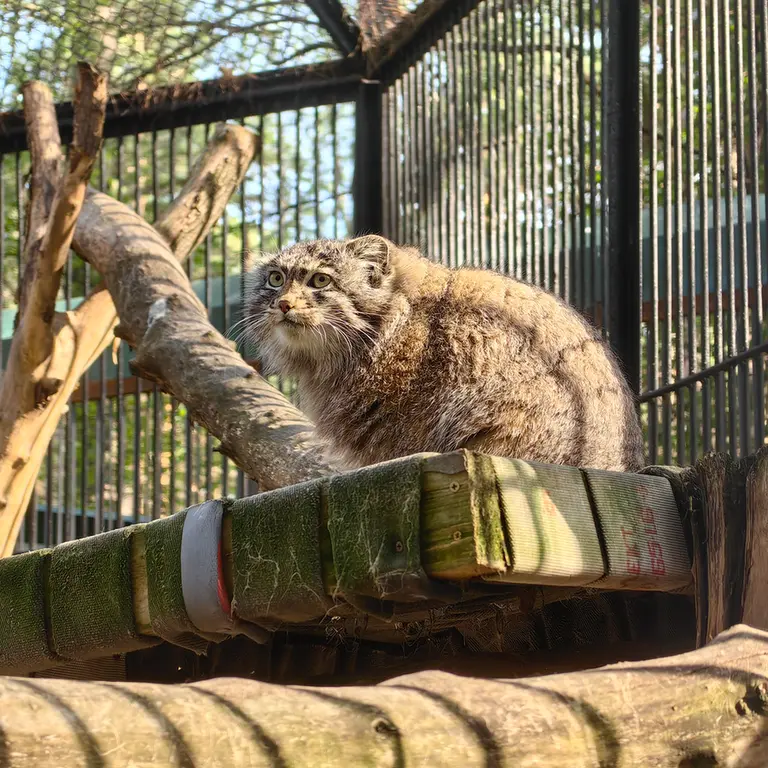 ノヴォシビルスク動物園のグレイの写真