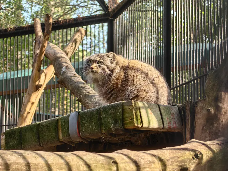 ノヴォシビルスク動物園のグレイの写真