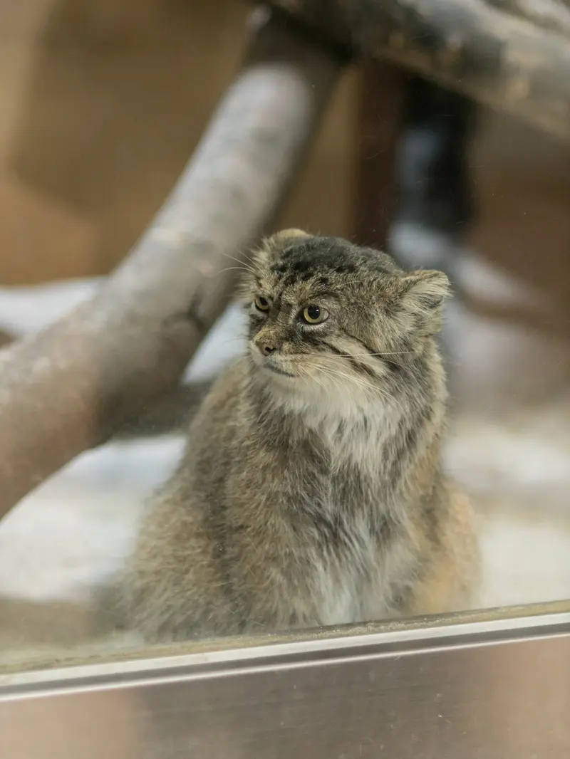 恩賜上野動物園のプリームラの写真