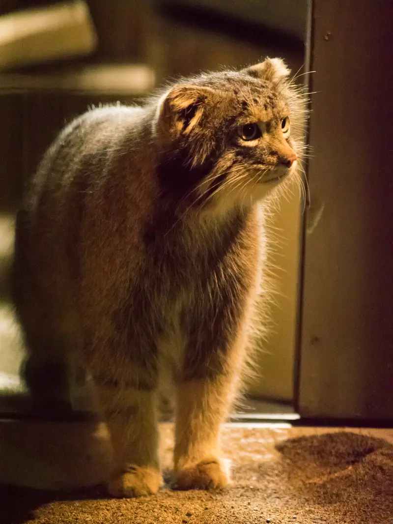 野毛山動物園のフィーガの写真