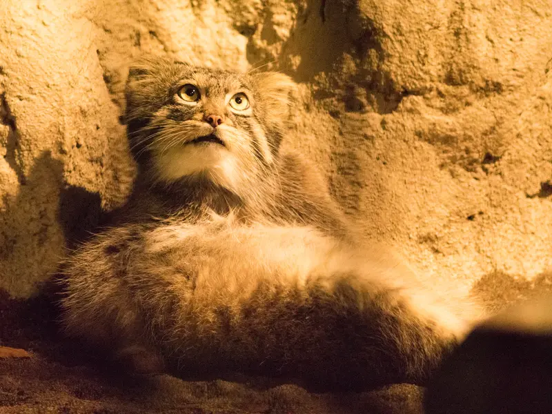 野毛山動物園のフィーガの写真