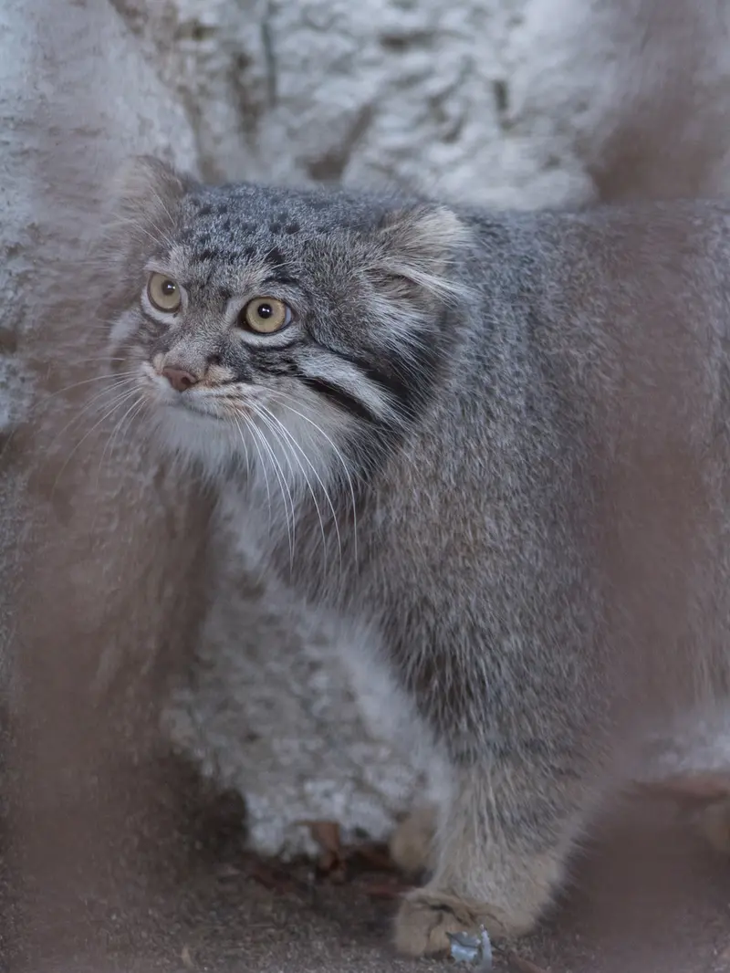 野毛山動物園のフィーガの写真
