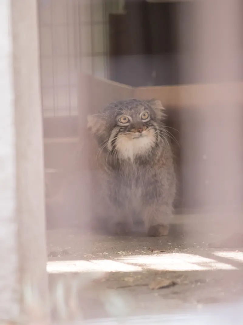 野毛山動物園のフィーガの写真