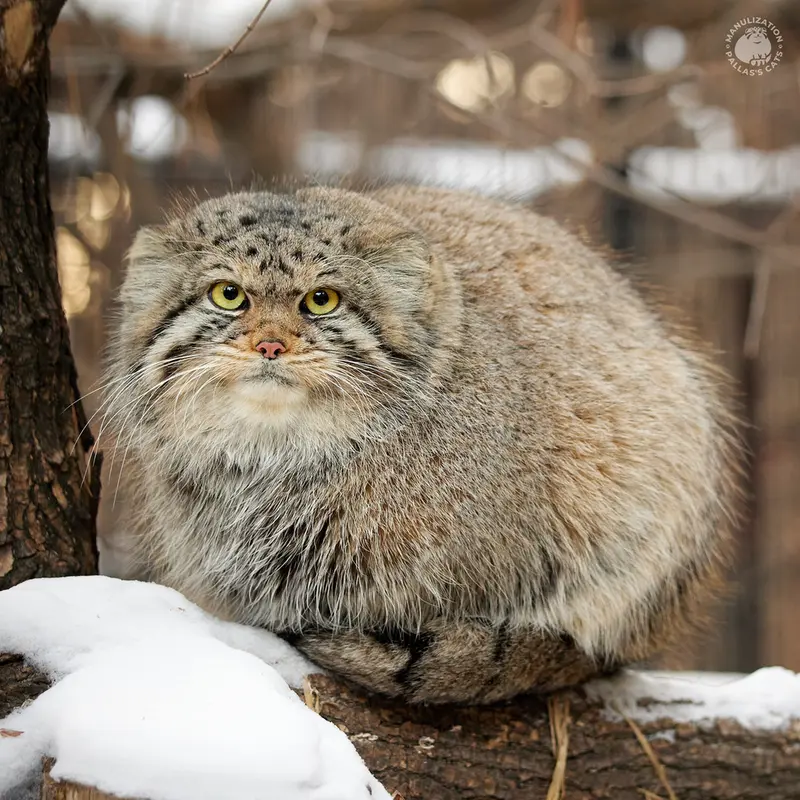 ノヴォシビルスク動物園のイヴの写真