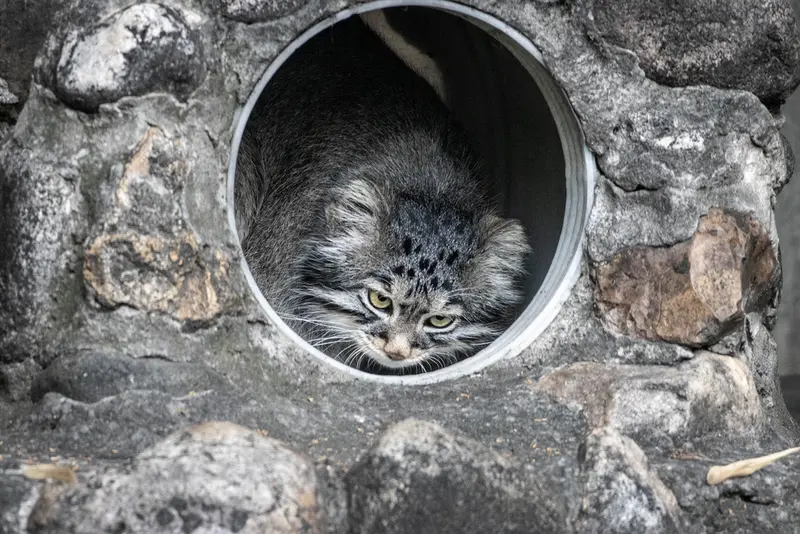 モスクワ動物園のティモフェイの写真