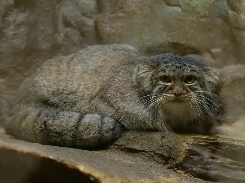 恩賜上野動物園のサフランの写真