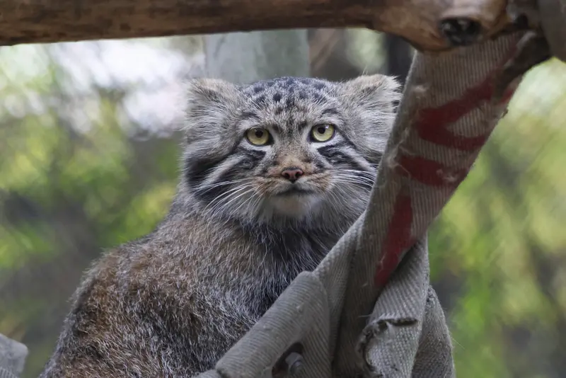 ノヴォシビルスク動物園のマヌルネコの写真