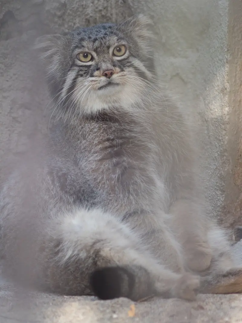 野毛山動物園のフィーガの写真