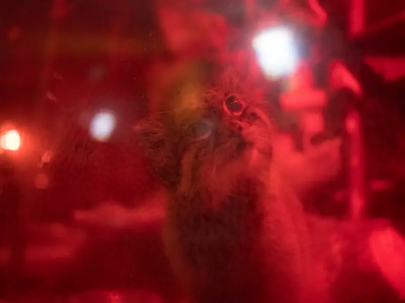 恩賜上野動物園のナイマの写真