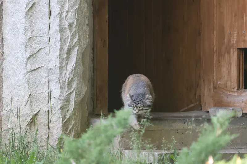モスクワ動物園のティモフェイの写真