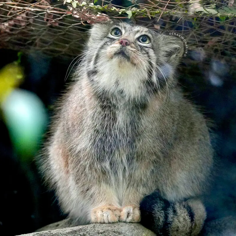 神戸どうぶつ王国のアズの写真