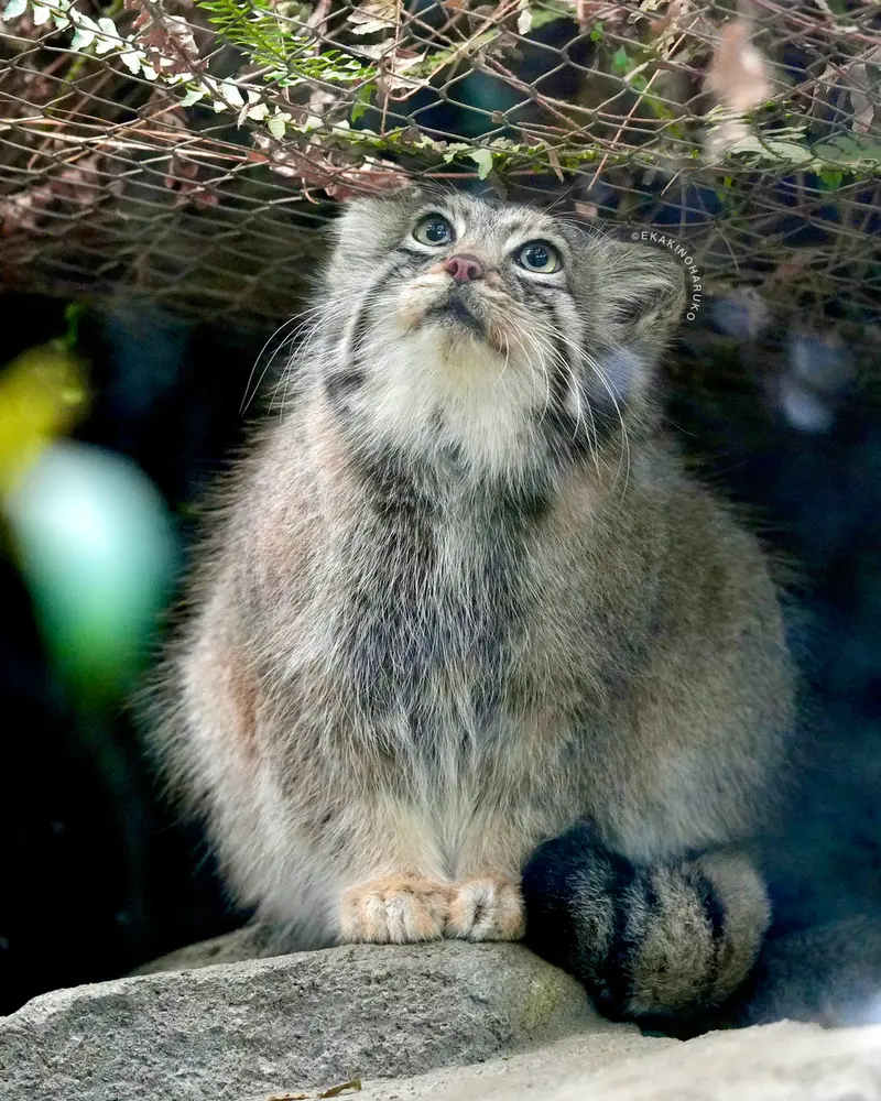 神戸どうぶつ王国のアズの写真