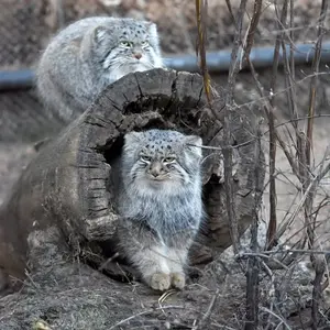 シャイアン・マウンテン動物園のテイトとボーの写真