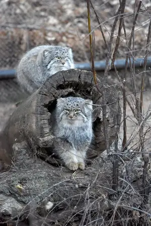 シャイアン・マウンテン動物園のテイトとボーの写真