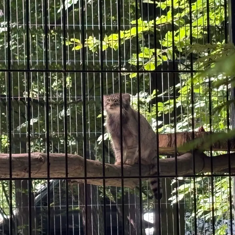 クラクフ動物園のツァスの写真