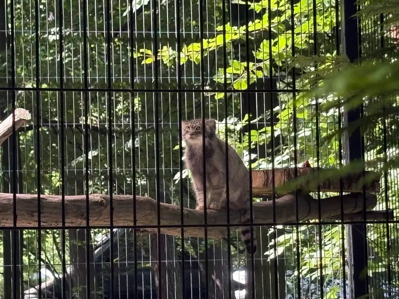クラクフ動物園のツァスの写真