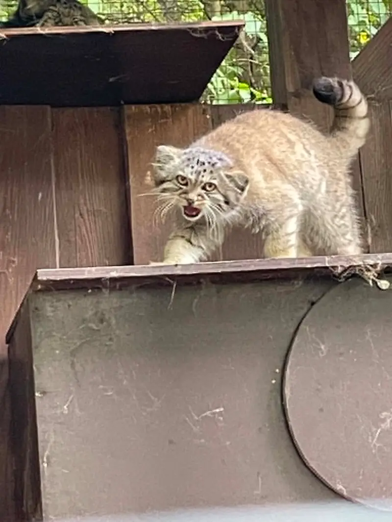 コシツェ動物園のアラニの子（2026年生まれ）Ⅱの写真
