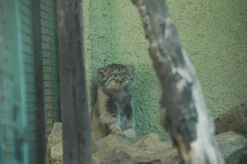 ブダペスト動物園・植物園のボリス Ⅱの写真