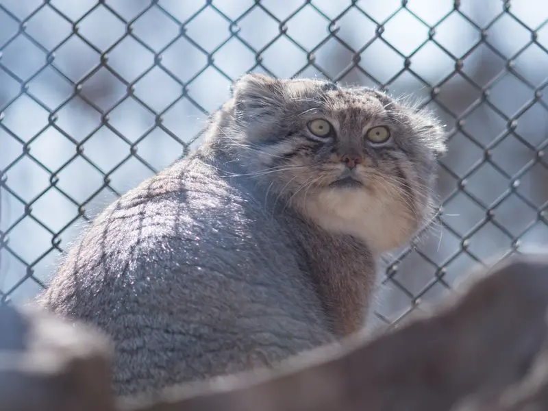 埼玉県こども動物自然公園のロータスの写真